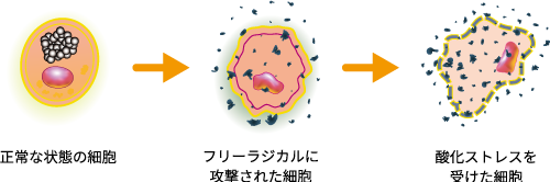 細胞の酸化過程イメージ